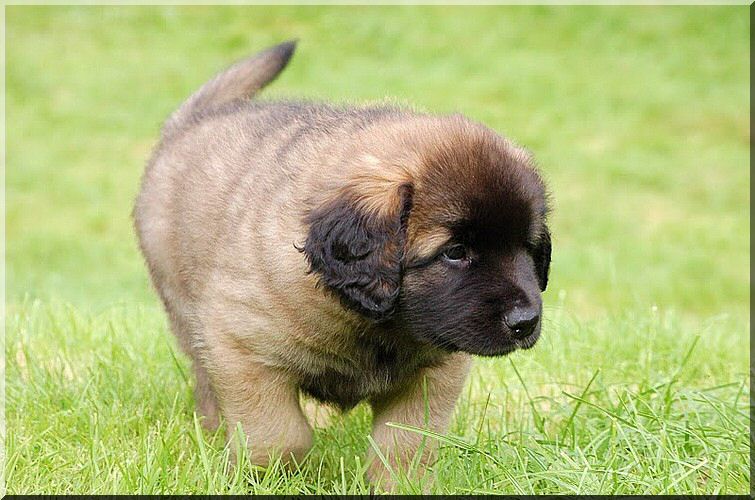 leonberger 088.jpg